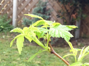 The raspberry leaves are starting to bud this year :)